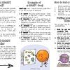 SMART GOALS Brochure for Kids - SEL School Counselor Resource - Image 4